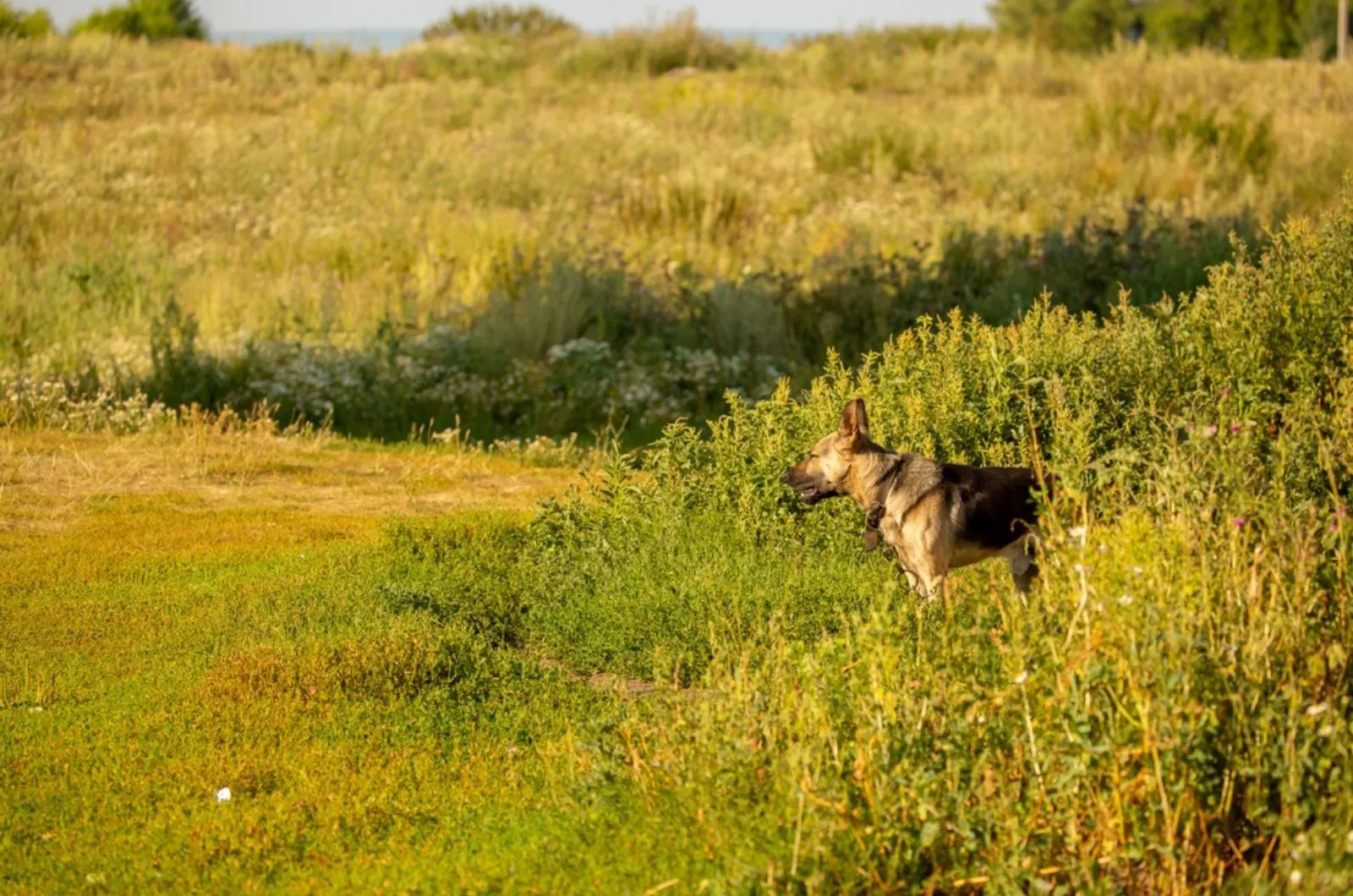 german shepherd dog hunting