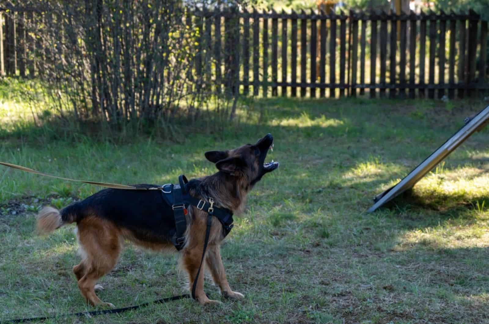 german shepherd dog howls in the yard