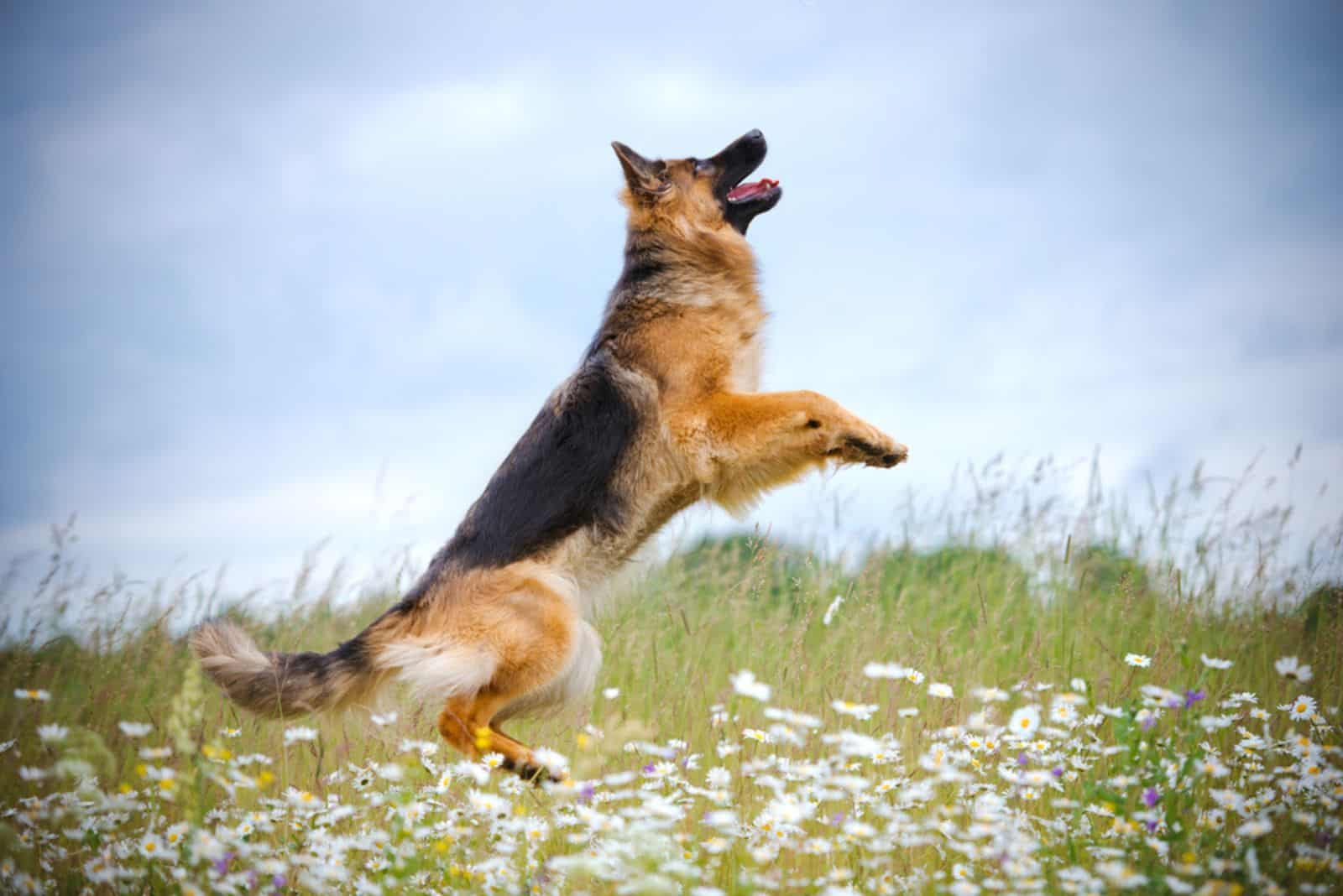 german shepherd dog jumps up in the air