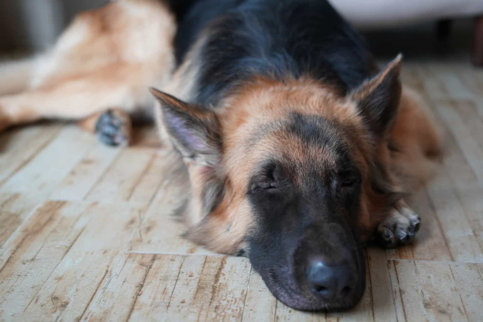 german shepherd dog lying down on the floor