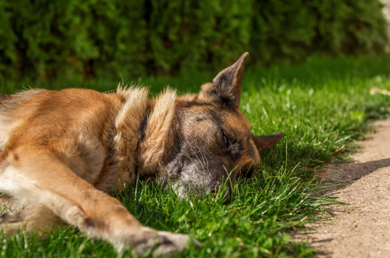 german shepherd dog lying in the grass at sunny day