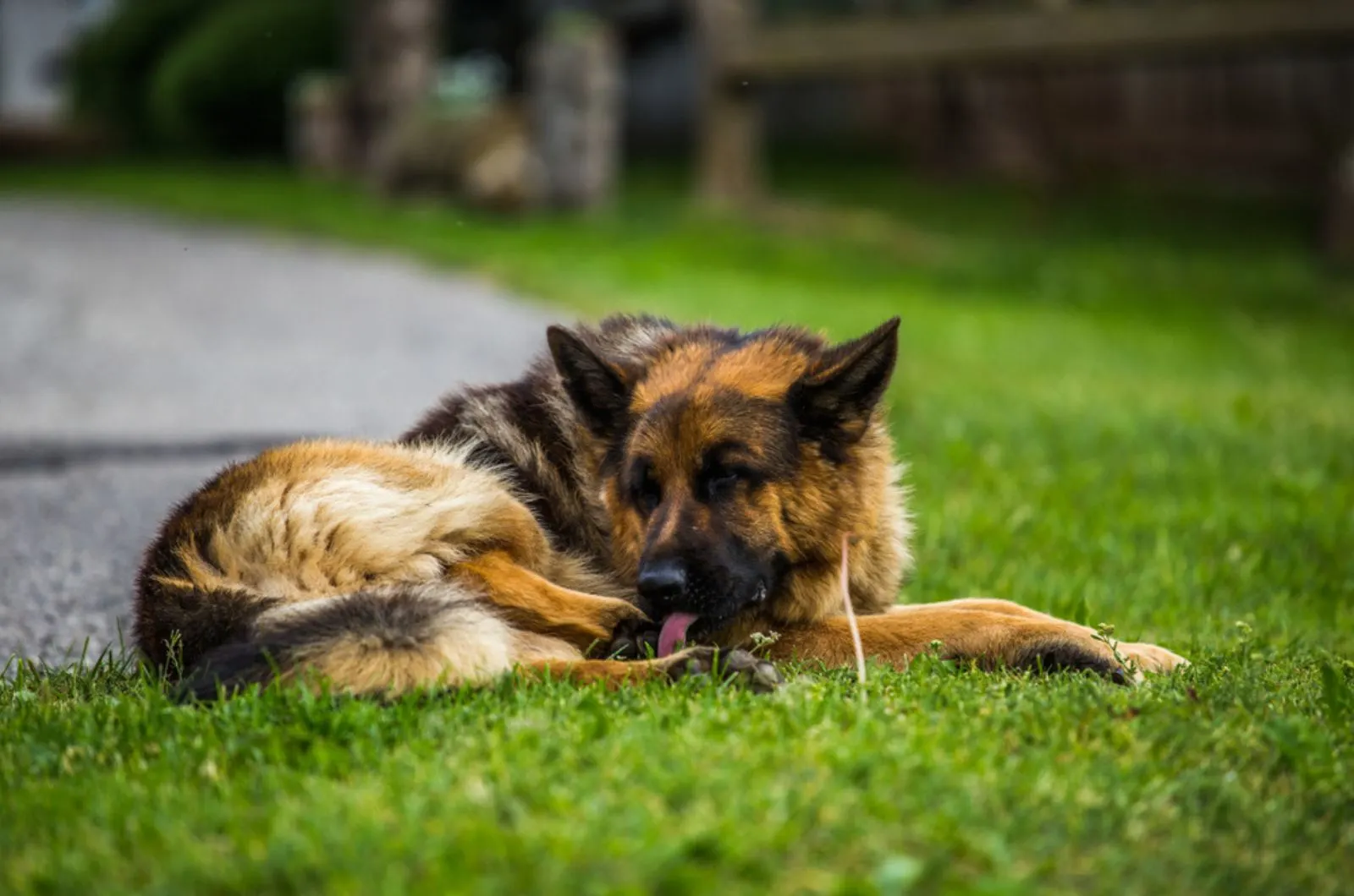 german shepherd dog lying on the grass in the park