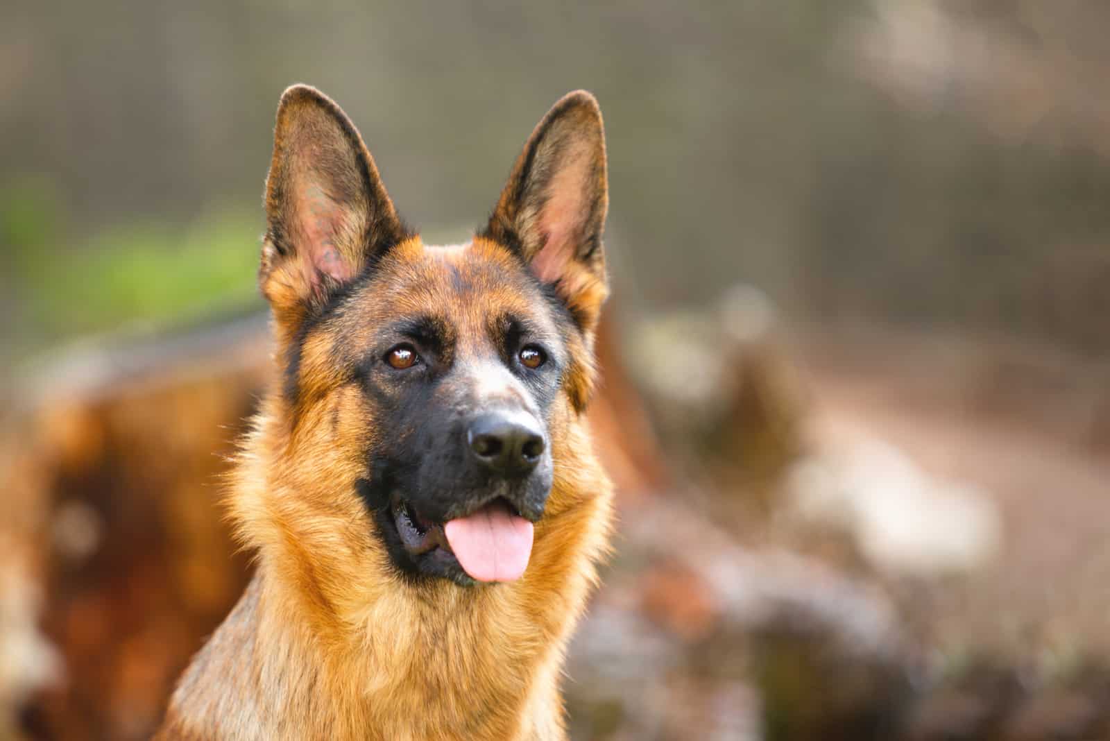 german shepherd dog outdoor posing