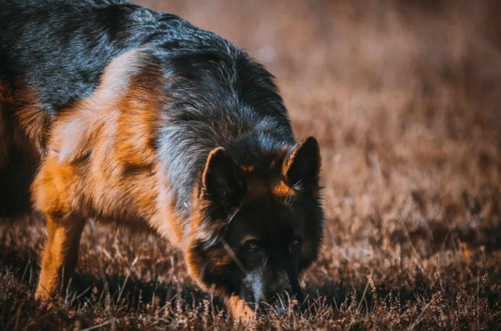 german shepherd dog sniffing in the grass