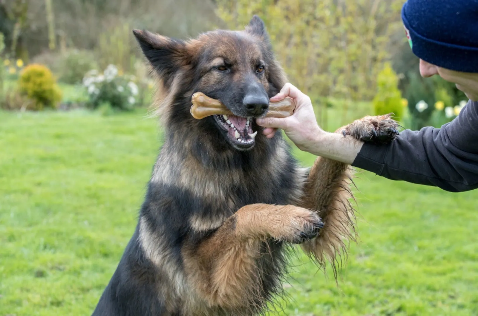 german shepherd dog stood on his hind legs taking a treat bone from his owner