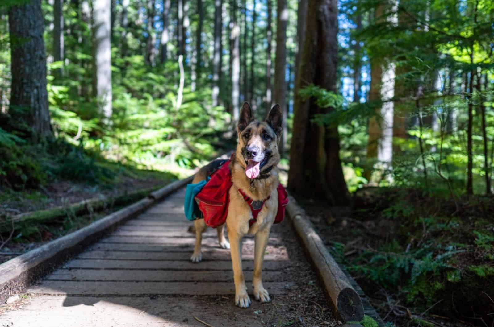 german shepherd dog wearing a red backpack while hiking