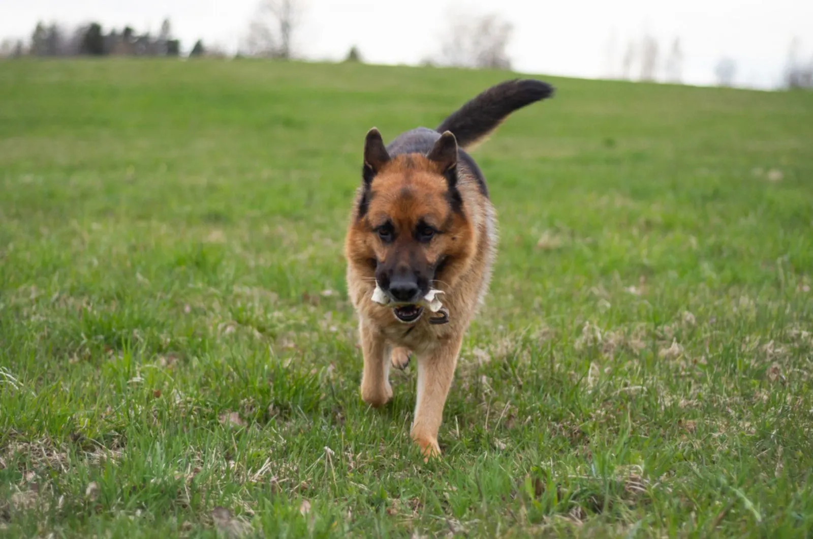 german shepherd dog running in the field
