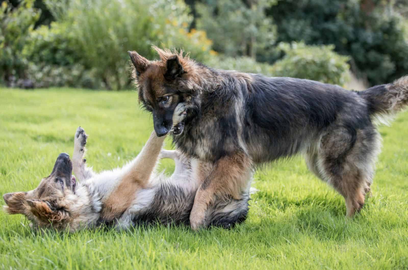 german shepherd dogs playing fighting together in the park