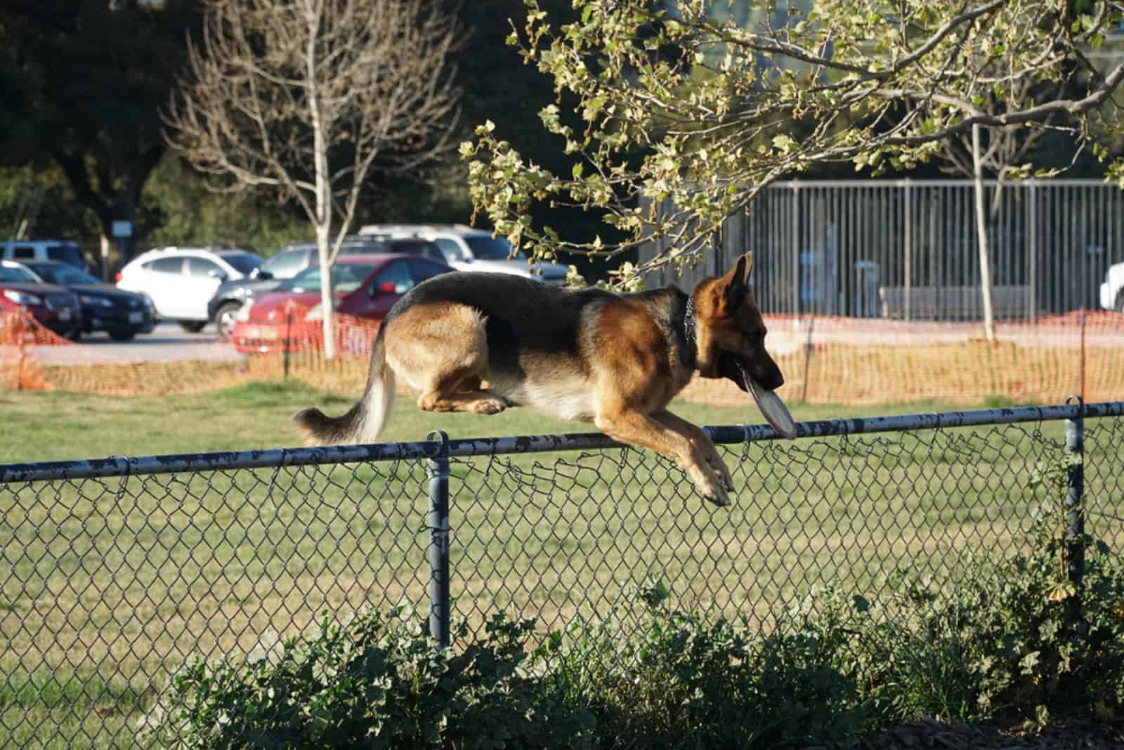 german shepherd jumping over the fence