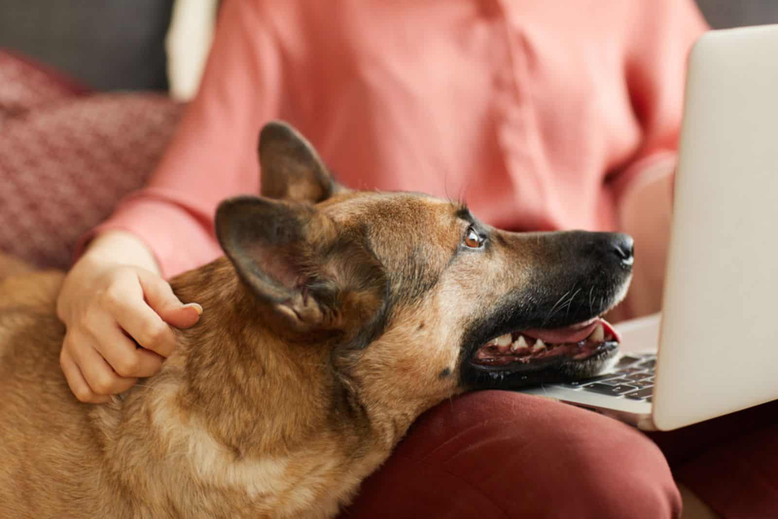 german shepherd leans on laptop while woman works