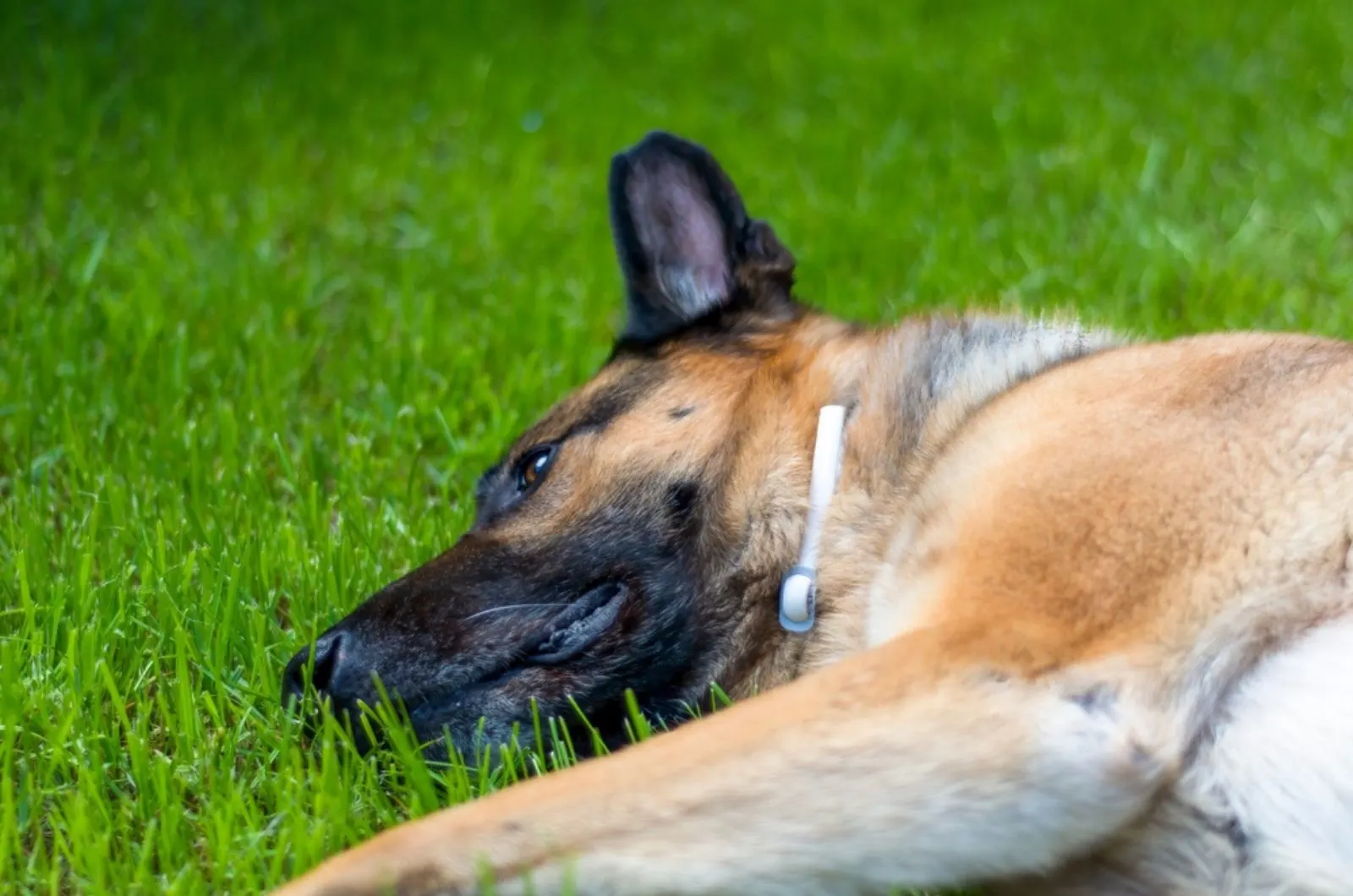 german shepherd lying down on the grass