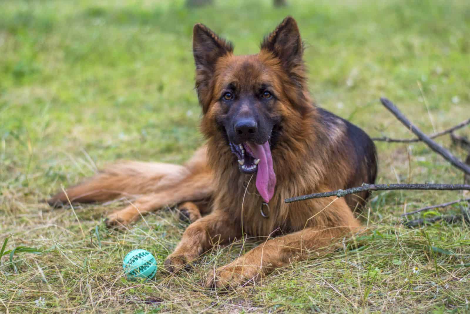 german shepherd lying down next to a playing ball