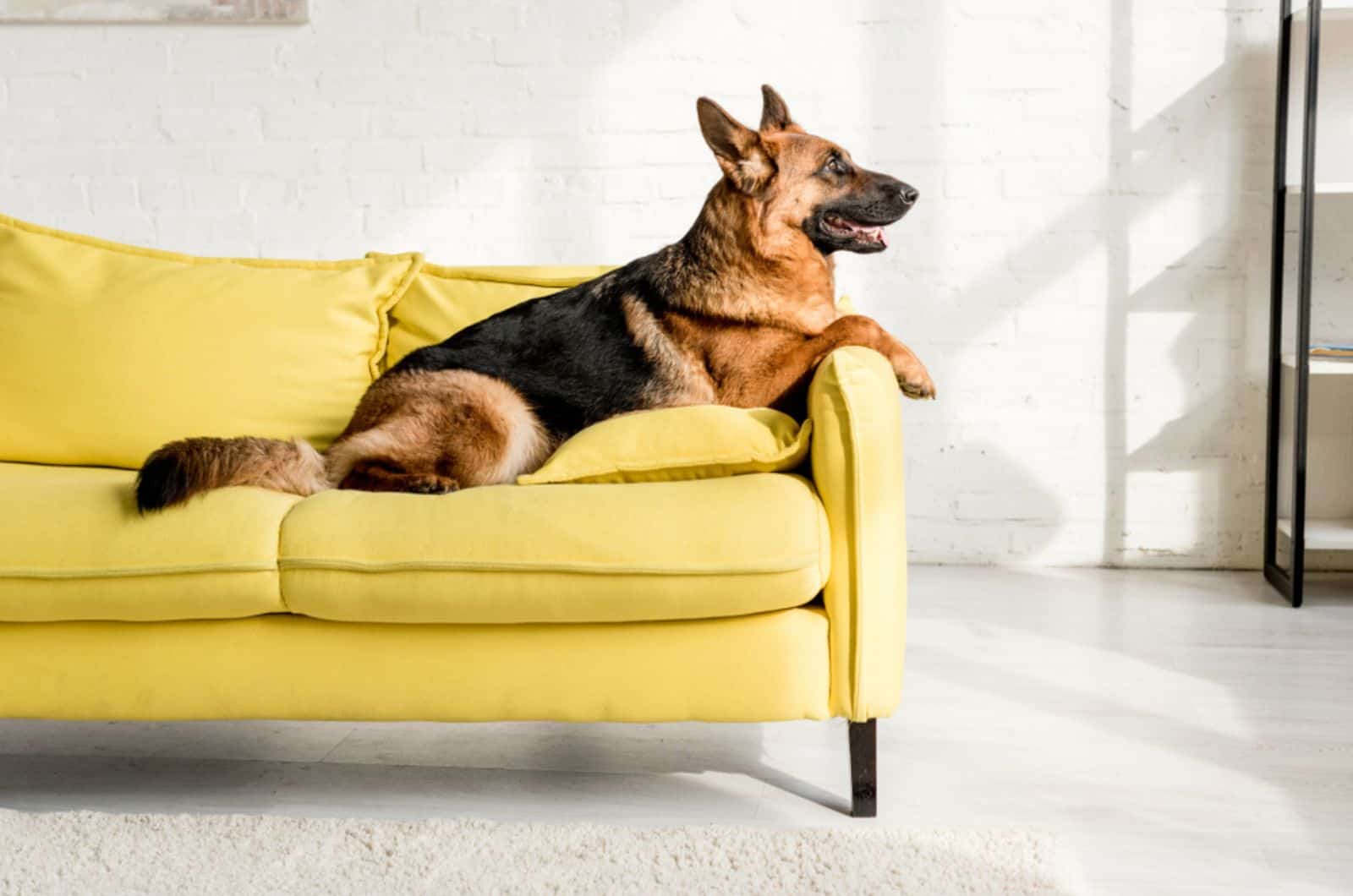 german shepherd lying on a yellow sofa in apartment