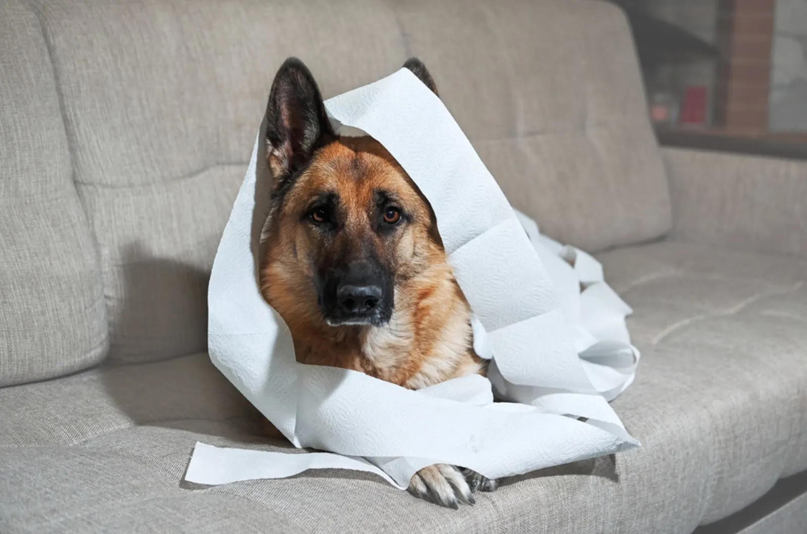 german shepherd lying on the sofa wrapped in toilet paper