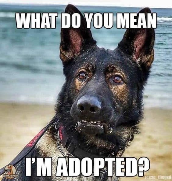 german shepherd meme adopted