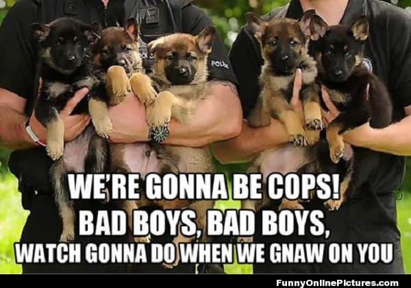 german shepherd meme bad boys