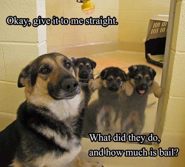 german shepherd meme bail