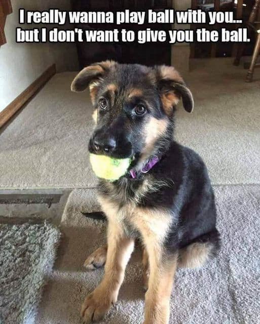 german shepherd meme ball