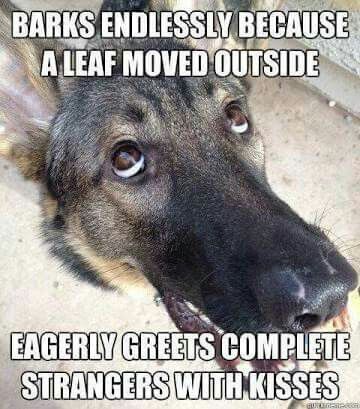 german shepherd meme barking