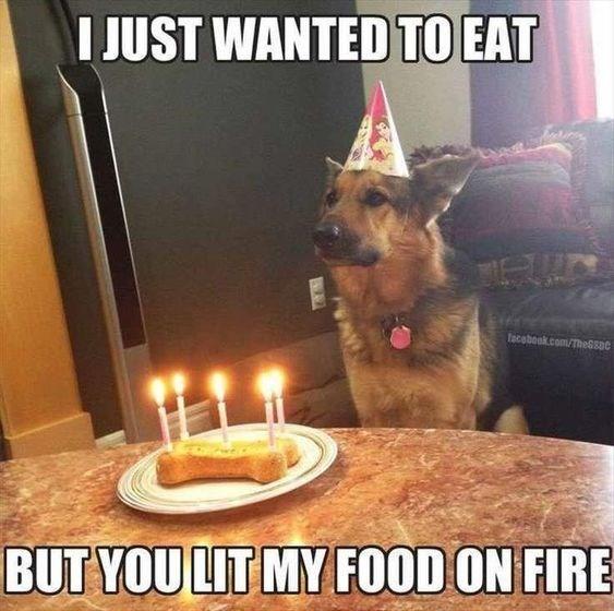 german shepherd meme birthday