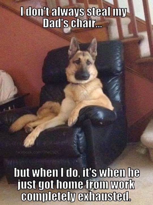 german shepherd meme dads chair