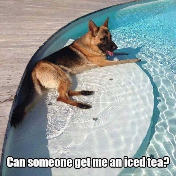 german shepherd meme dog in a pool