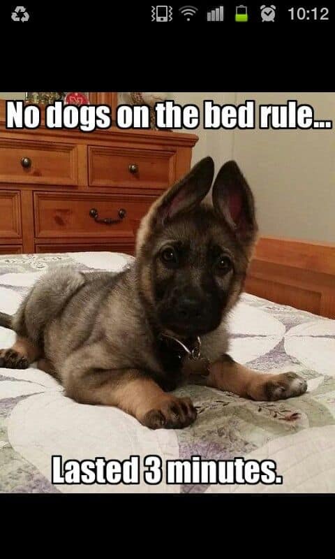 german shepherd meme dogs on the bed