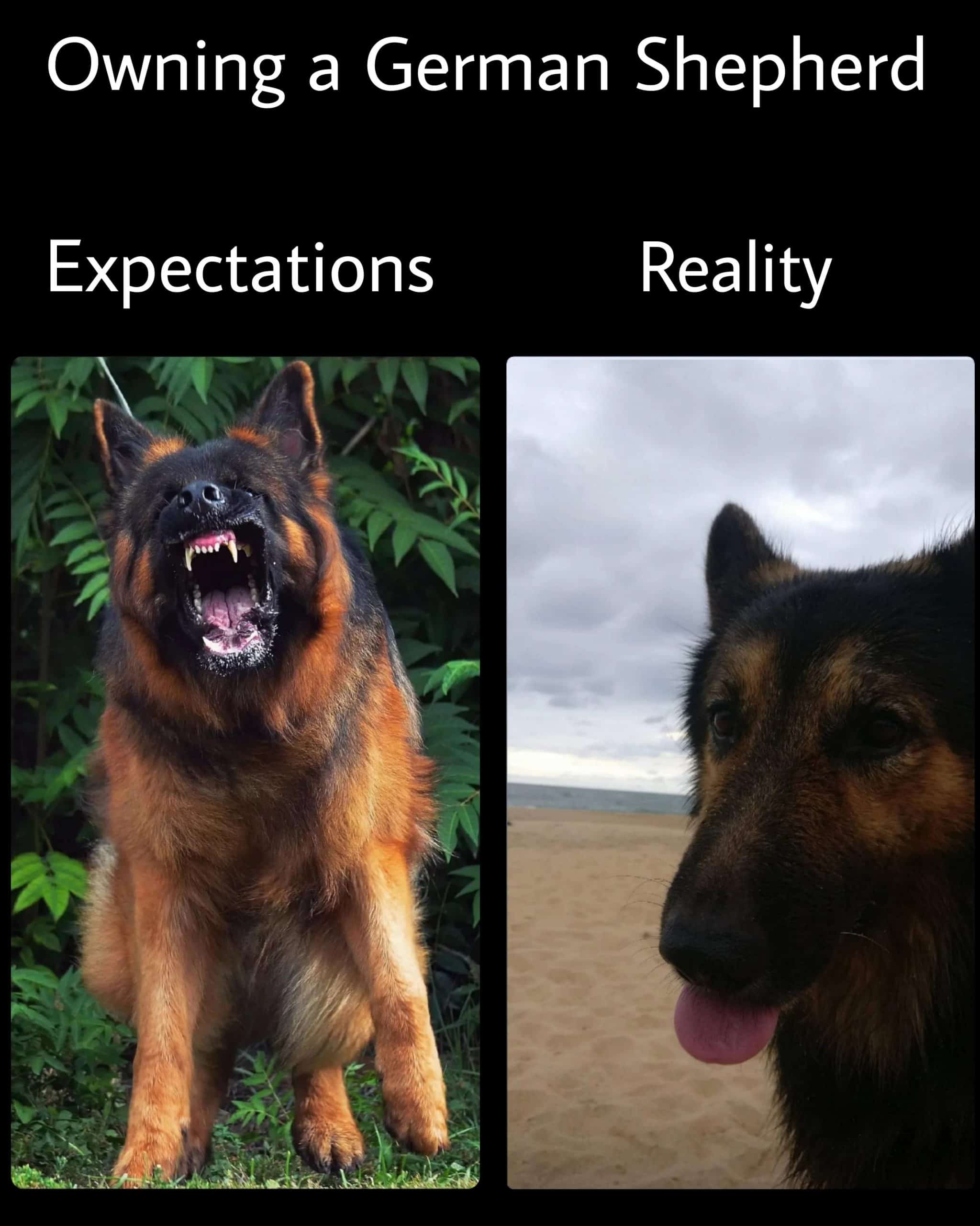 german shepherd meme expectations vs reality