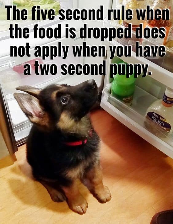 german shepherd meme five second rule