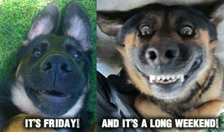 german shepherd meme friday