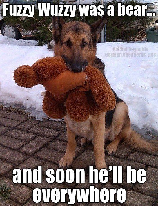 german shepherd meme fuzzy