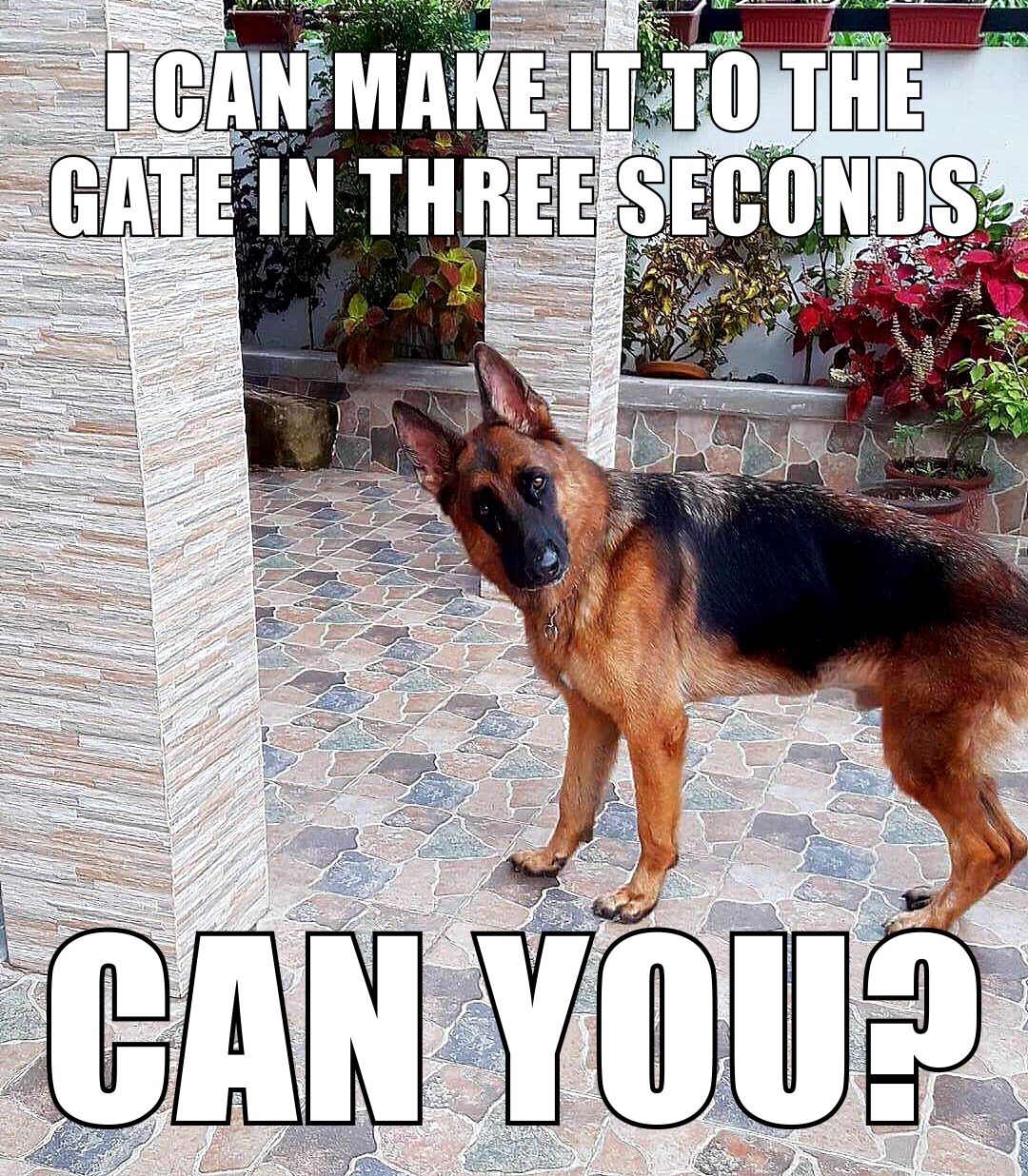 german shepherd meme gate