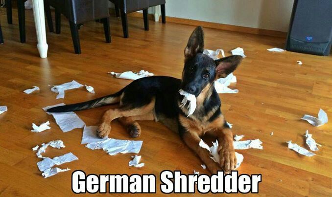 german shepherd meme german shredder