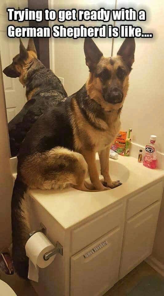 german shepherd meme getting ready