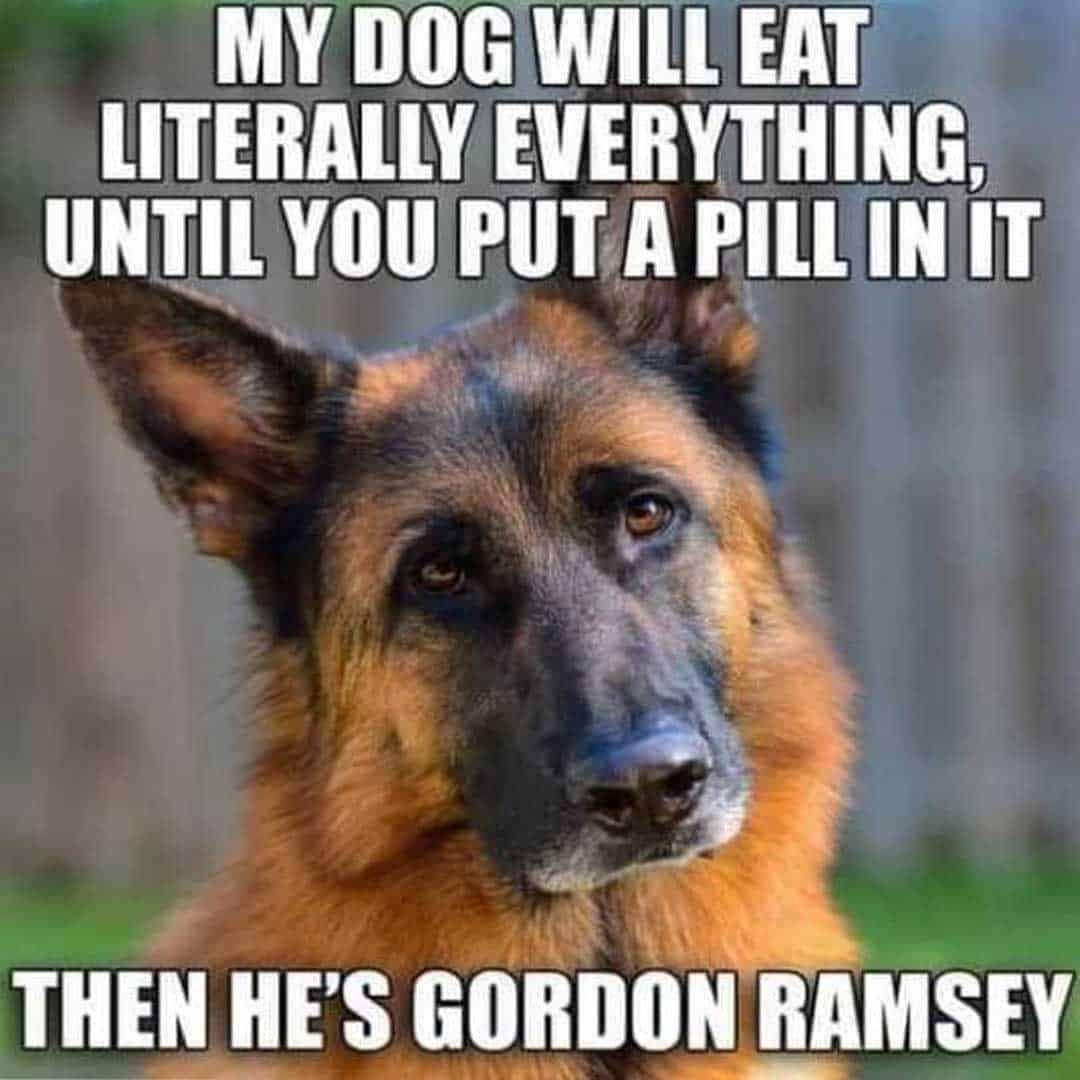 german shepherd meme gordon ramsey