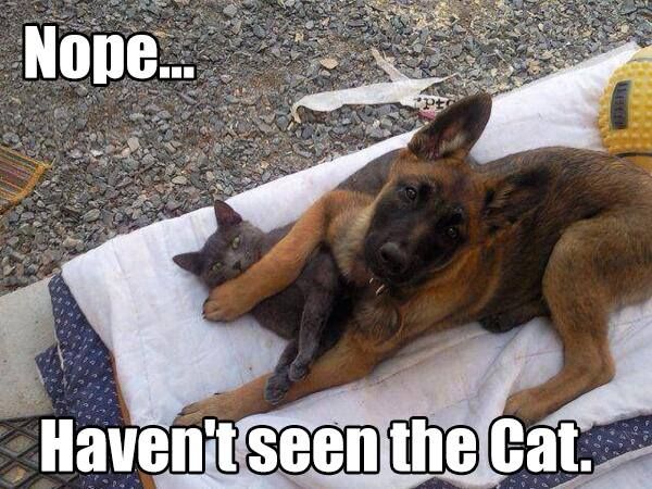 german shepherd meme havent seen the cat