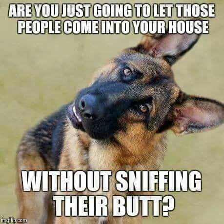 german shepherd meme how rude