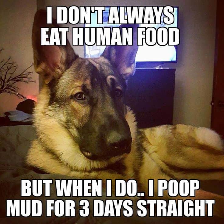 german shepherd meme i dont always