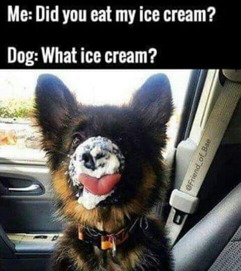 german shepherd meme ice cream