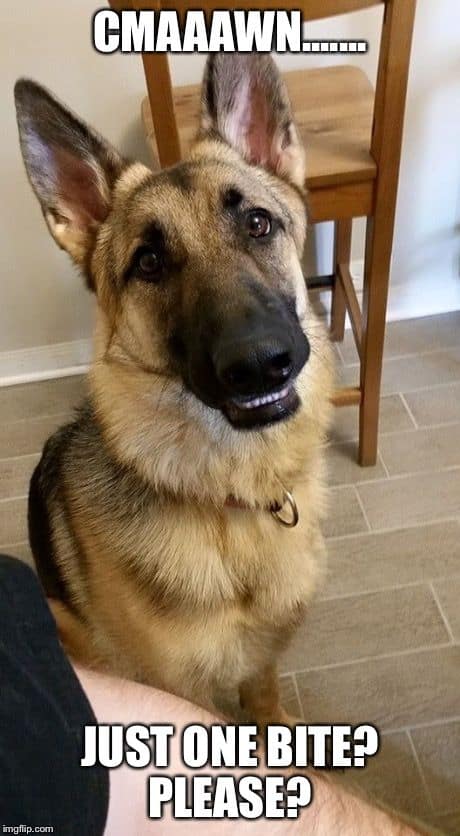 german shepherd meme just one bite