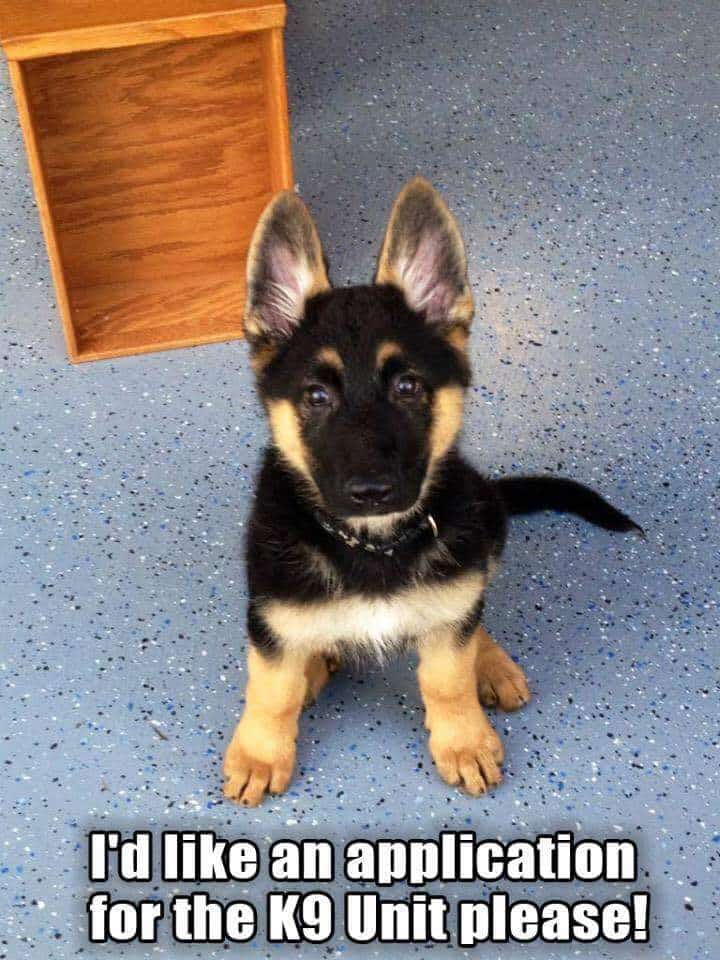 german shepherd meme k9 unit