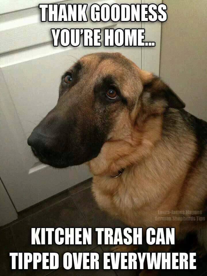 german shepherd meme kitchen trash can