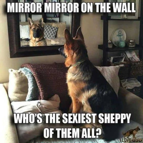 german shepherd meme mirror on the wall
