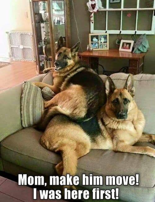 german shepherd meme mom