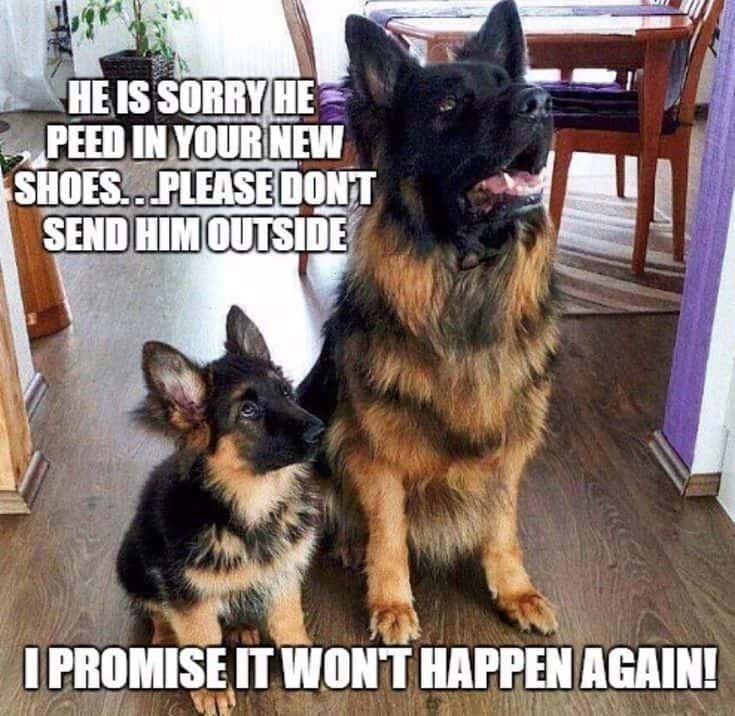 german shepherd meme moms rule