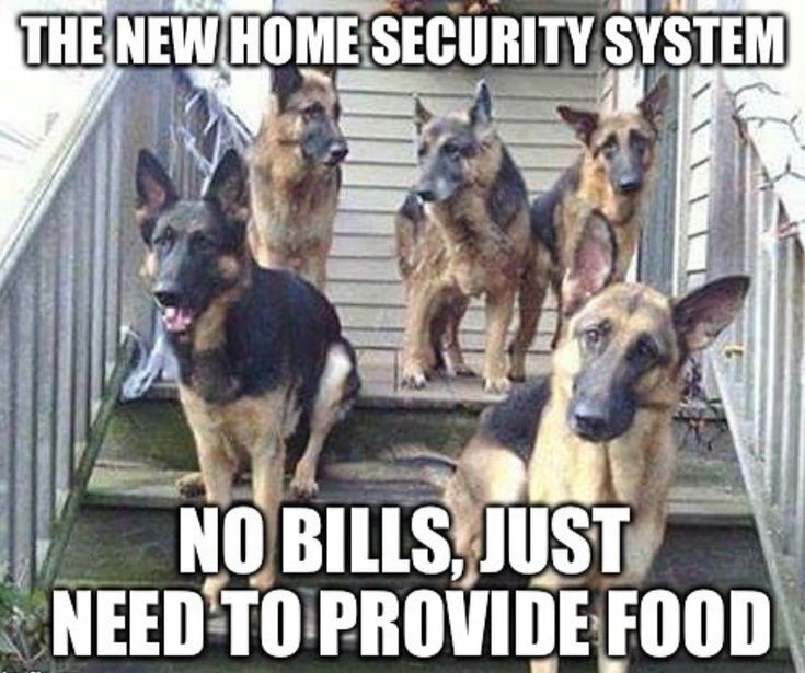 german shepherd meme new house alarm