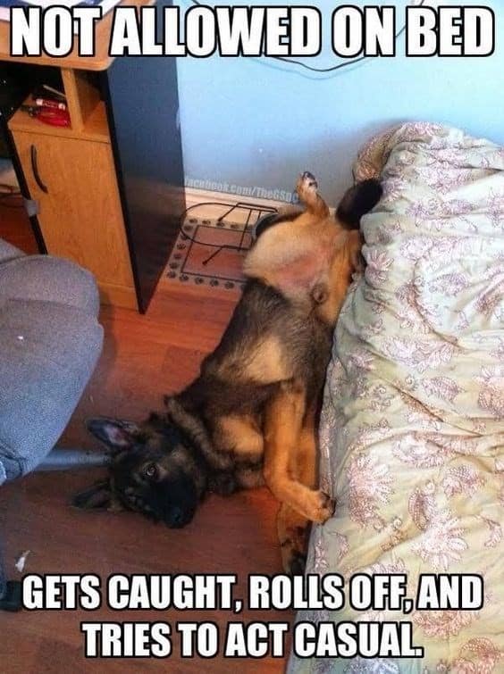 german shepherd meme not allowed on bed