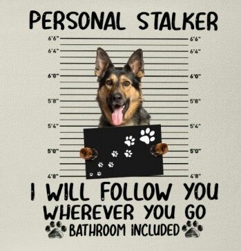 german shepherd meme personal stalker