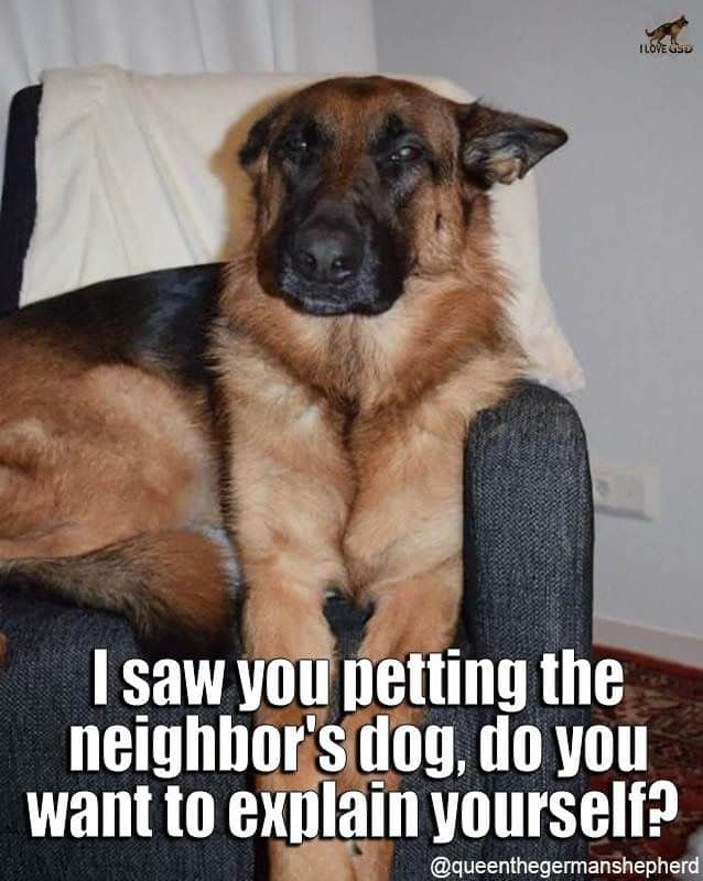 german shepherd meme petting another dog