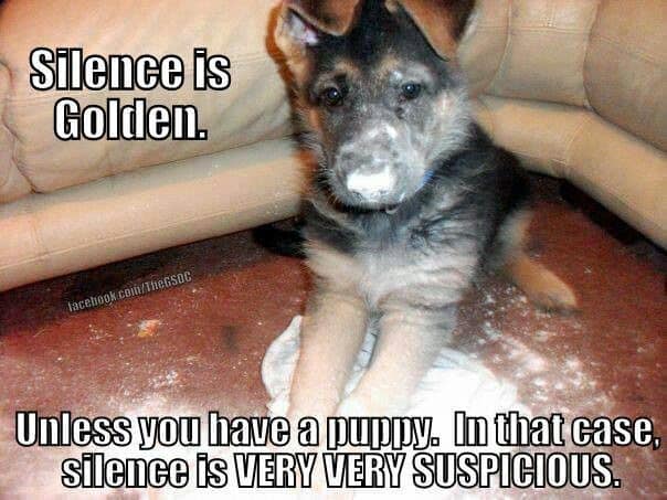 german shepherd meme puppy silence